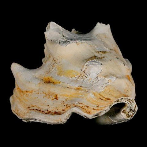 3.3" Strombus Bubonius Fossil Shell Gastropod Pliocene Age Almeria, Spain - Fossil Age Minerals