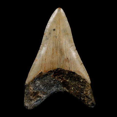 3.5" Quality Megalodon Shark Tooth Serrated Fossil Natural Miocene Age COA