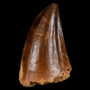 1.7" Mosasaur Prognathodon Fossil Tooth Cretaceous Dinosaur Era COA & Stand