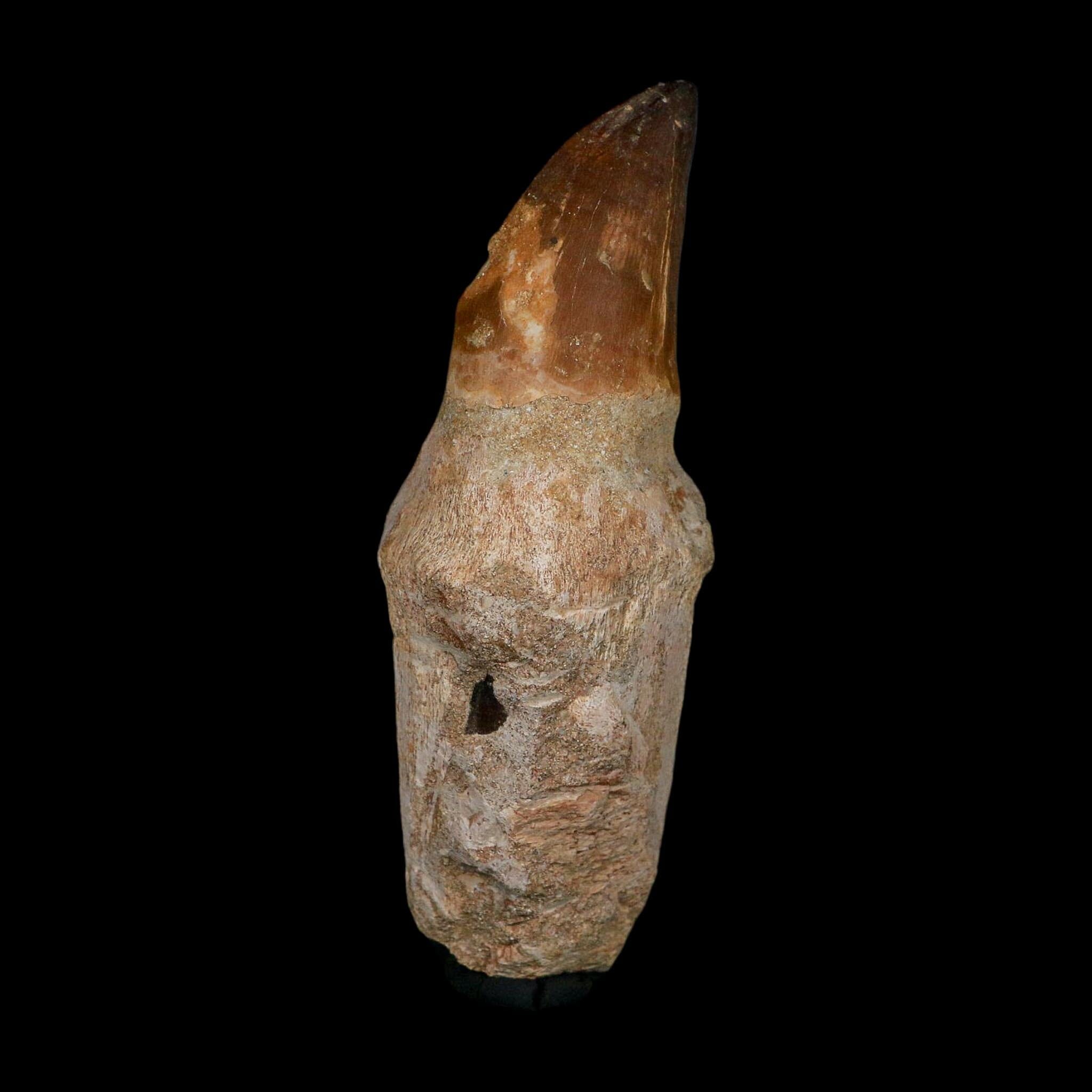 XL 4.4" Mosasaur Prognathodon Fossil Tooth Rooted Cretaceous Dinosaur Era COA - Fossil Age Minerals