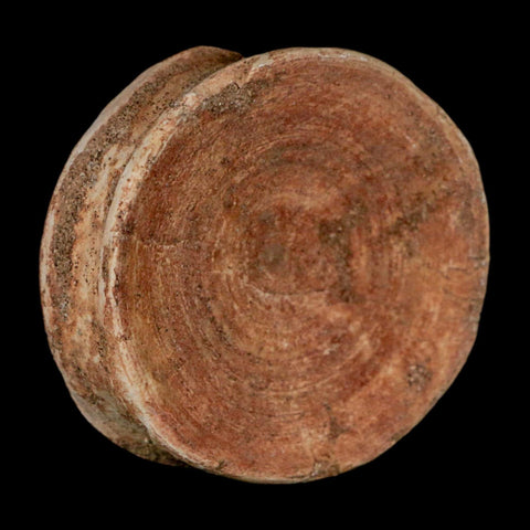 49MM Otodus Obliquus Shark Vertebrae Fossil Bone In Matrix Morocco COA - Fossil Age Minerals