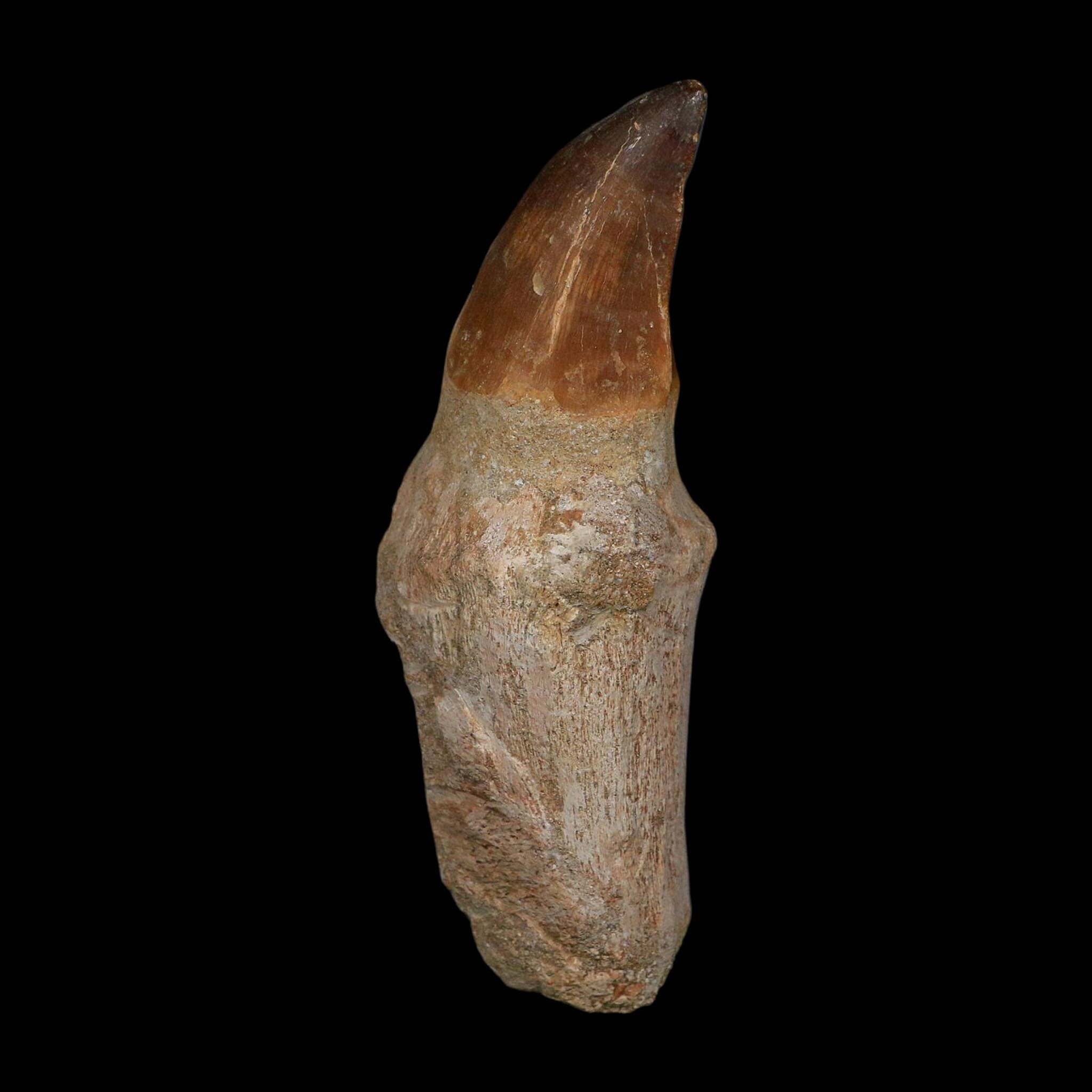 XL 4.4" Mosasaur Prognathodon Fossil Tooth Rooted Cretaceous Dinosaur Era COA - Fossil Age Minerals