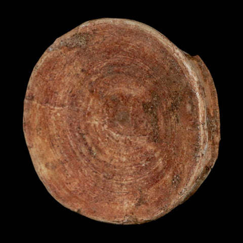 49MM Otodus Obliquus Shark Vertebrae Fossil Bone In Matrix Morocco COA - Fossil Age Minerals