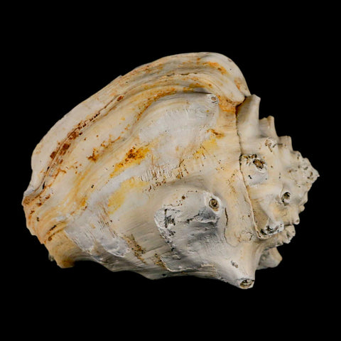 3.3" Strombus Bubonius Fossil Shell Gastropod Pliocene Age Almeria, Spain - Fossil Age Minerals