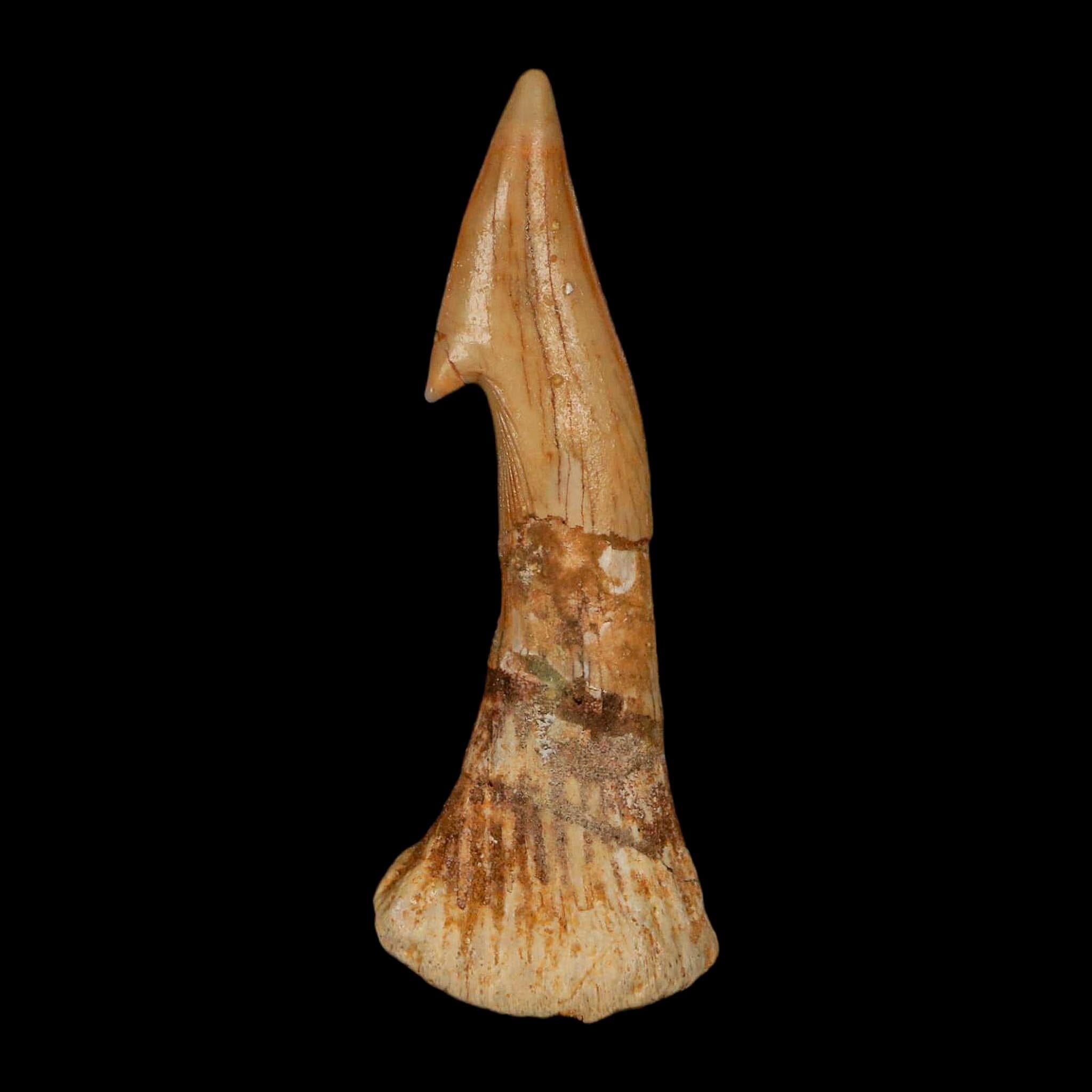 XL 2.7" Sawfish Fossil Tooth Barb Onchopristis Numidus Cretaceous Dinosaur Era COA - Fossil Age Minerals