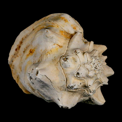 3.3" Strombus Bubonius Fossil Shell Gastropod Pliocene Age Almeria, Spain - Fossil Age Minerals