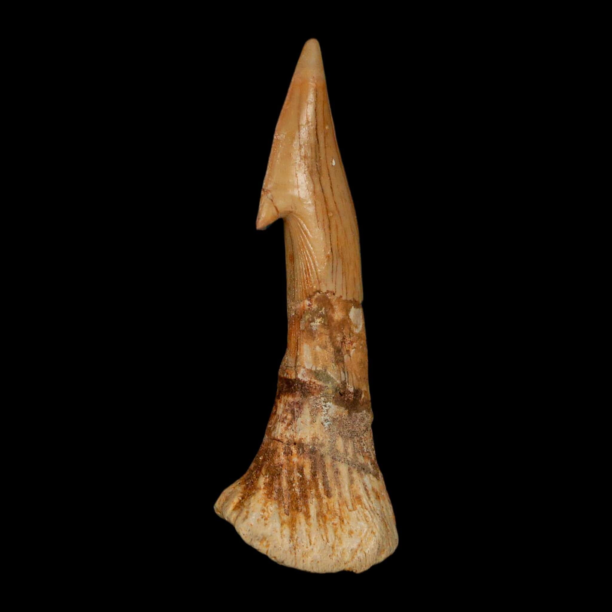 XL 2.7" Sawfish Fossil Tooth Barb Onchopristis Numidus Cretaceous Dinosaur Era COA - Fossil Age Minerals