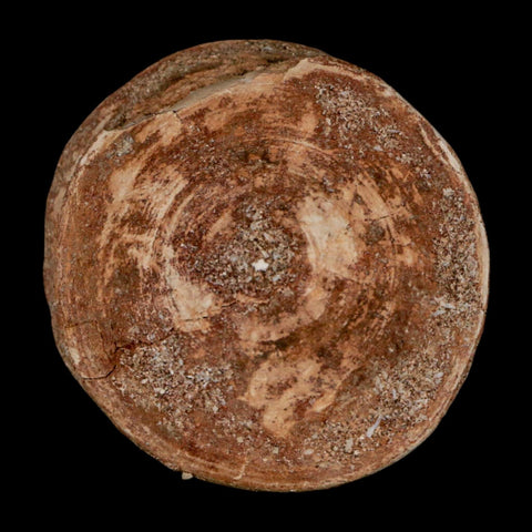 49MM Otodus Obliquus Shark Vertebrae Fossil Bone In Matrix Morocco COA - Fossil Age Minerals