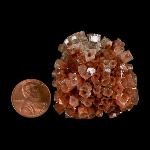 1.8" Aragonite Mineral Two Tone Crystal Cluster Specimen Tazouta Morocco - Fossil Age Minerals