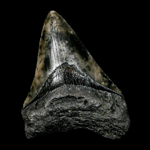 3.3" Quality Megalodon Shark Tooth Serrated Fossil Natural Miocene Age COA