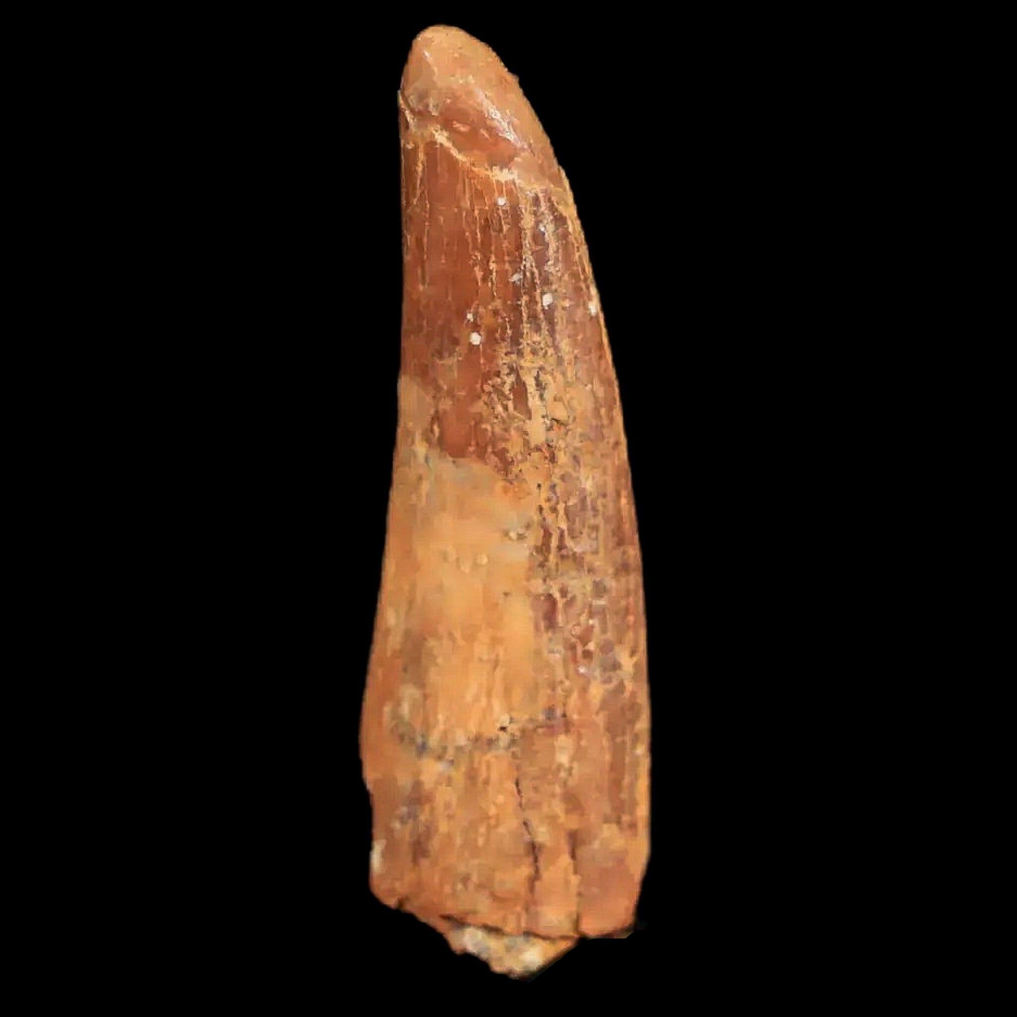 1.1" Pterosaur Coloborhynchus Fossil Tooth Upper Cretaceous Morocco COA & Display - Fossil Age Minerals