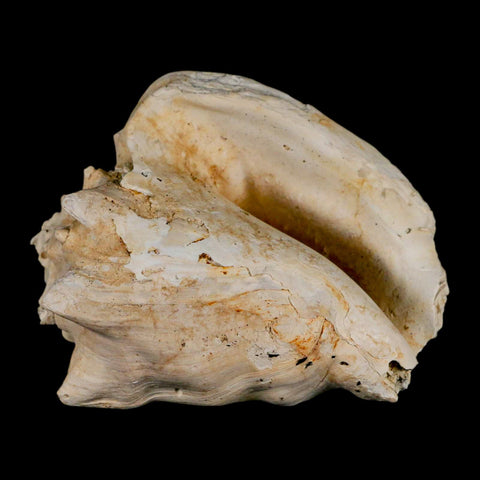 3.3" Strombus Bubonius Fossil Shell Gastropod Pliocene Age Almeria, Spain - Fossil Age Minerals
