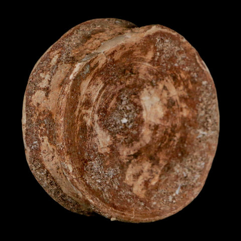 49MM Otodus Obliquus Shark Vertebrae Fossil Bone In Matrix Morocco COA - Fossil Age Minerals