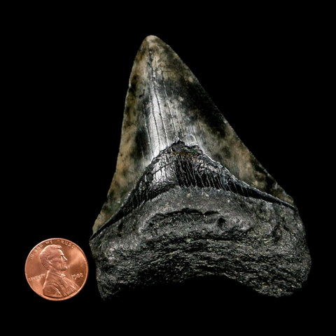 3.3" Quality Megalodon Shark Tooth Serrated Fossil Natural Miocene Age COA