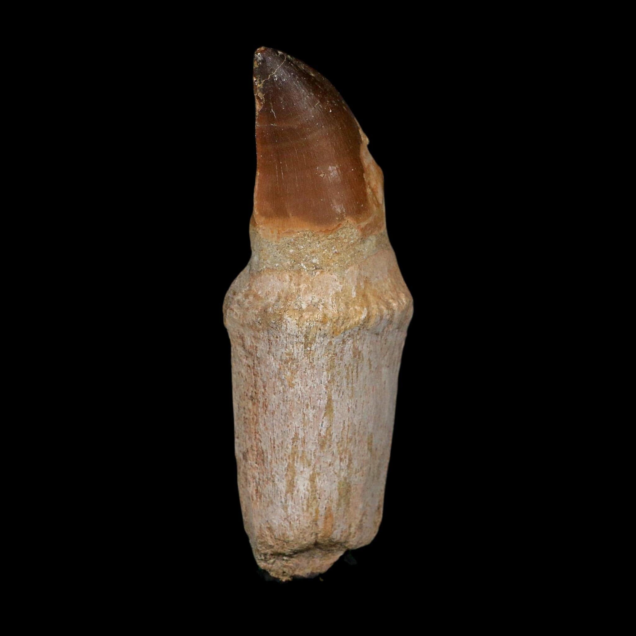 XL 4.4" Mosasaur Prognathodon Fossil Tooth Rooted Cretaceous Dinosaur Era COA - Fossil Age Minerals