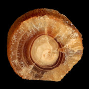 2.5" Natural Cut Rough Cave Honey Calcite Crystal Mineral Specimen Morocco