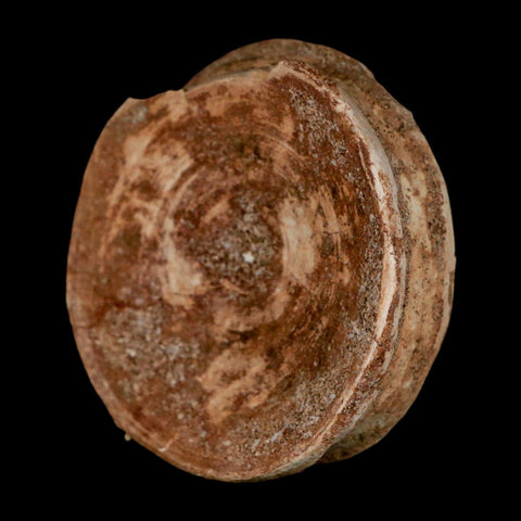 49MM Otodus Obliquus Shark Vertebrae Fossil Bone In Matrix Morocco COA - Fossil Age Minerals