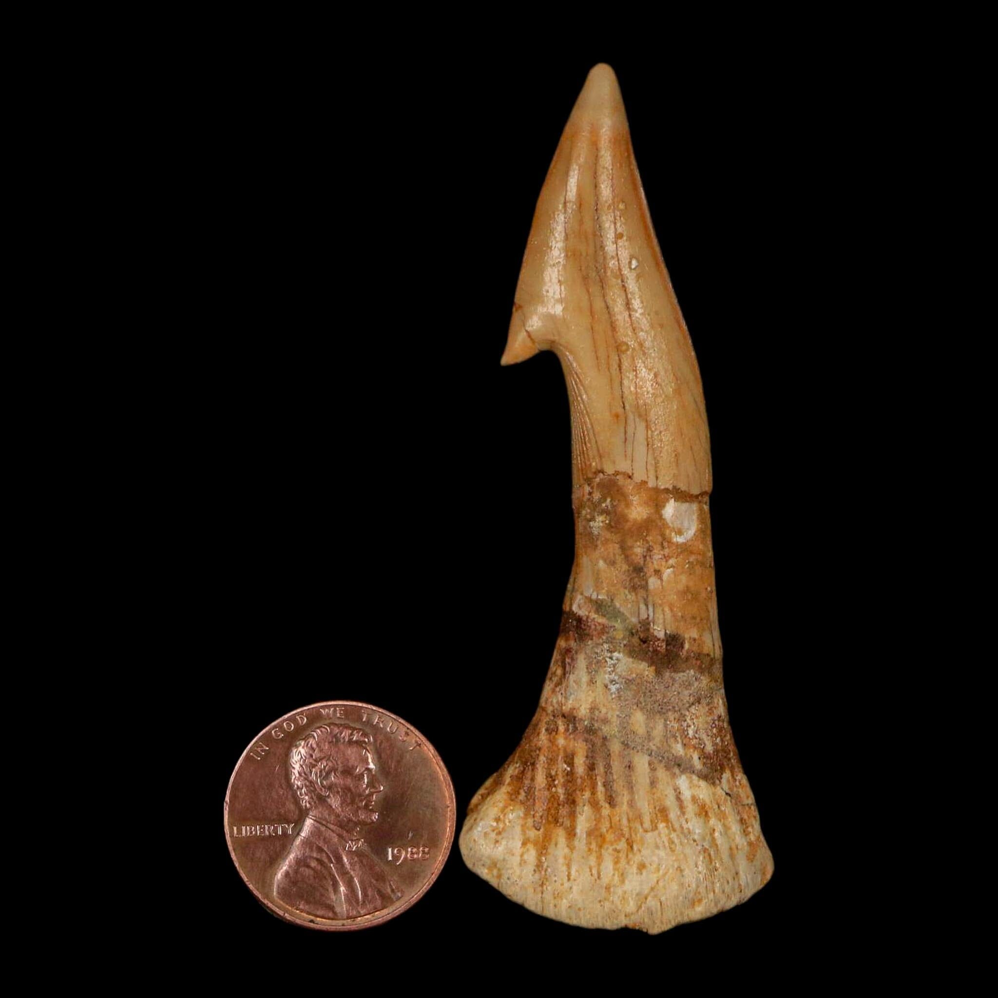 XL 2.7" Sawfish Fossil Tooth Barb Onchopristis Numidus Cretaceous Dinosaur Era COA - Fossil Age Minerals