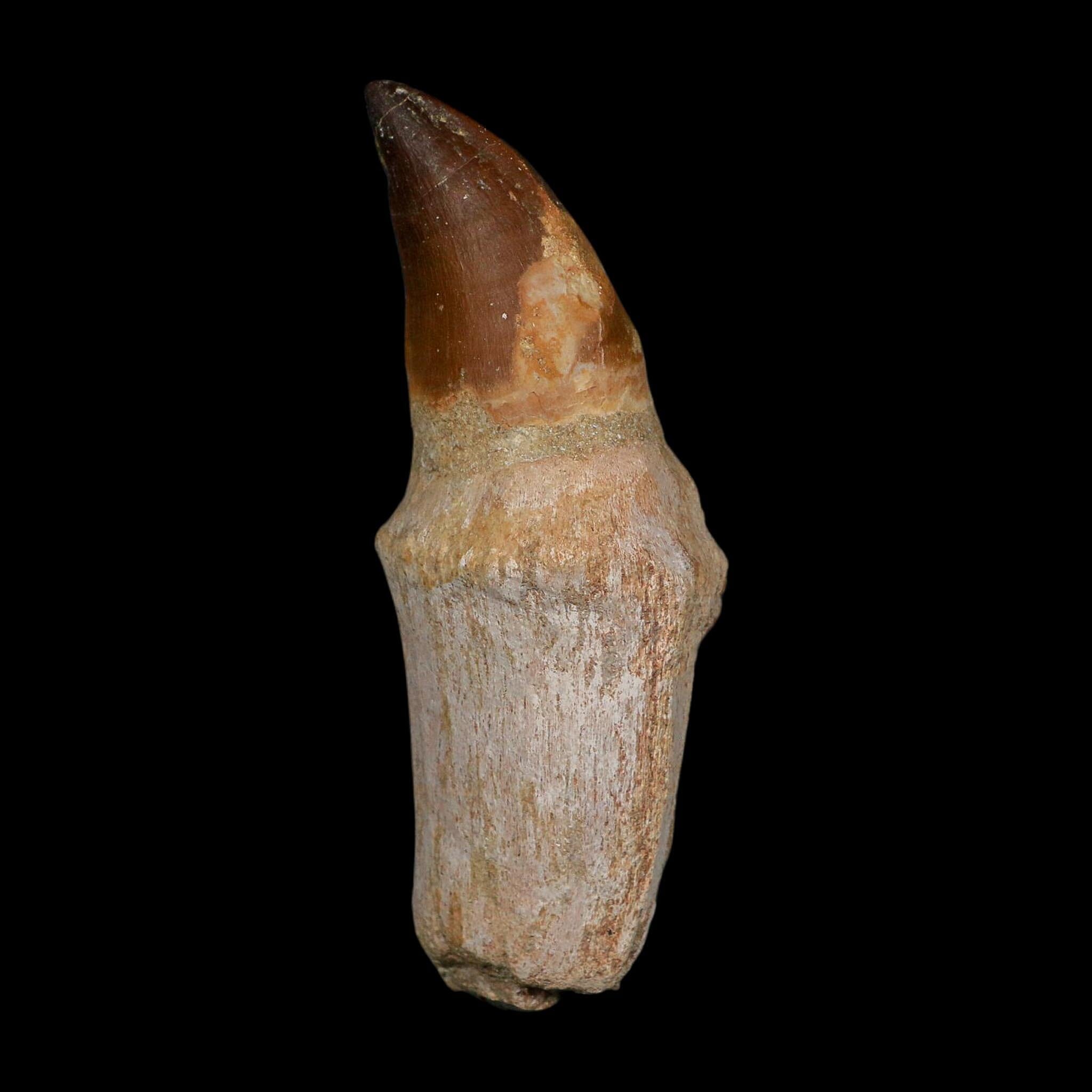 XL 4.4" Mosasaur Prognathodon Fossil Tooth Rooted Cretaceous Dinosaur Era COA - Fossil Age Minerals