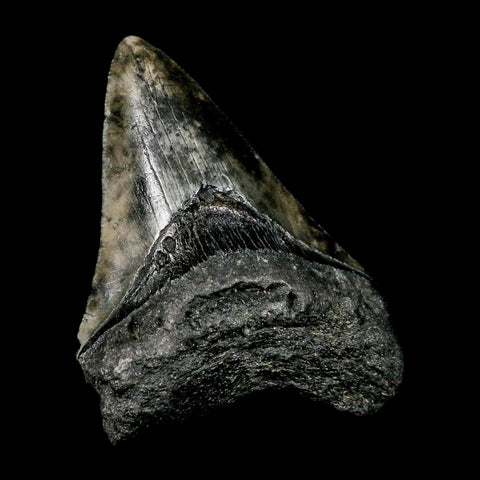 3.3" Quality Megalodon Shark Tooth Serrated Fossil Natural Miocene Age COA