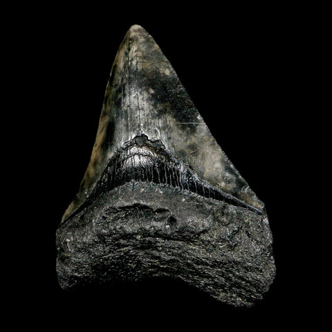 3.3" Quality Megalodon Shark Tooth Serrated Fossil Natural Miocene Age COA