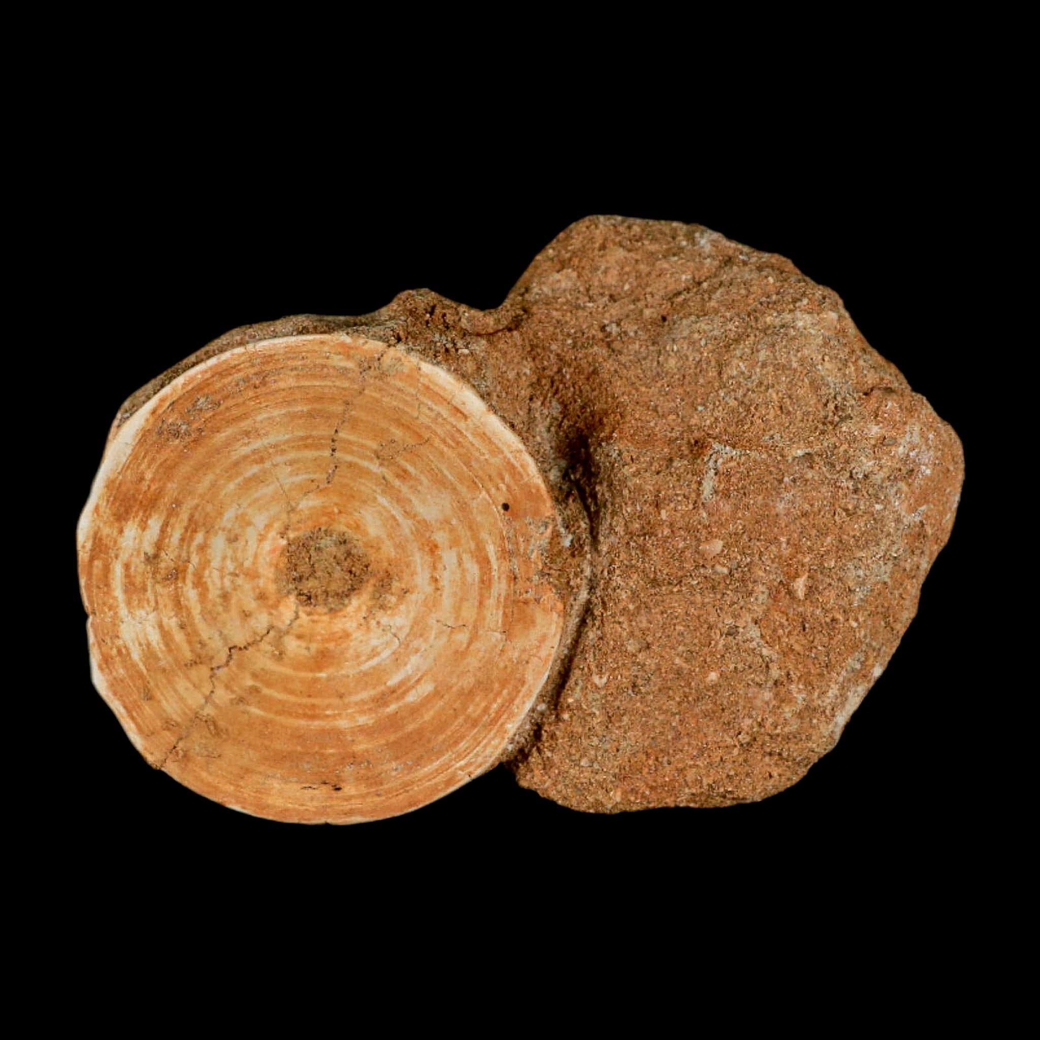 50MM Otodus Obliquus Shark Vertebrae Fossil Bone In Matrix Morocco COA - Fossil Age Minerals