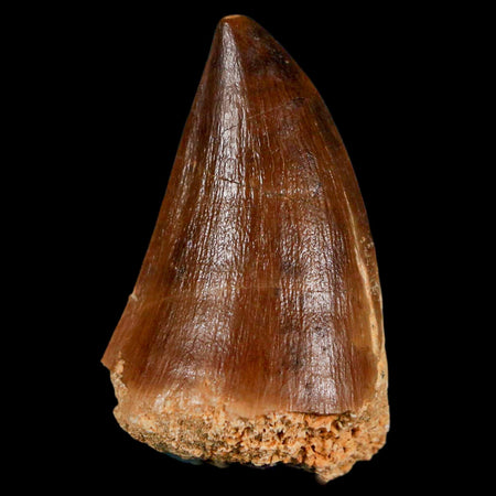 1.7" Mosasaur Prognathodon Fossil Tooth Cretaceous Dinosaur Era COA & Stand