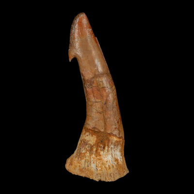 XL 2.4" Sawfish Fossil Tooth Barb Onchopristis Numidus Cretaceous Dinosaur Era COA