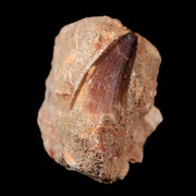 1.6" Mosasaur Prognathodon Fossil Tooth In Matrix Cretaceous Dinosaur Era COA