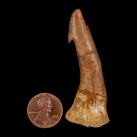 XL 2.4" Sawfish Fossil Tooth Barb Onchopristis Numidus Cretaceous Dinosaur Era COA