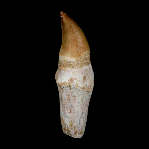 3.7" Mosasaur Eremiasaurus Fossil Tooth Rooted Cretaceous Dinosaur Era COA