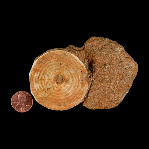 50MM Otodus Obliquus Shark Vertebrae Fossil Bone In Matrix Morocco COA - Fossil Age Minerals