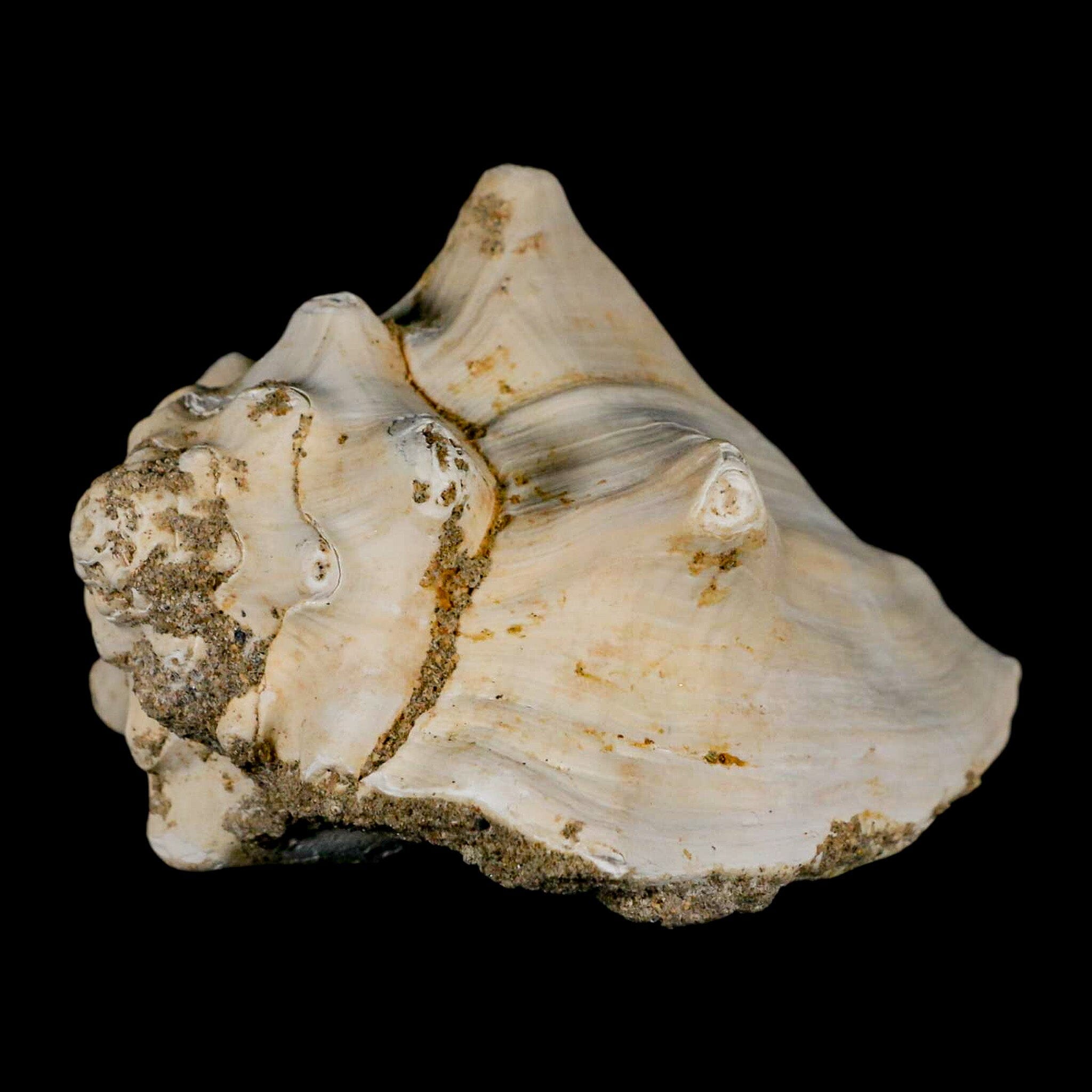 3.7" Strombus Bubonius Fossil Shell Gastropod Pliocene Age Almeria, Spain - Fossil Age Minerals