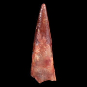 0.9" Pterosaur Coloborhynchus Fossil Tooth Upper Cretaceous Morocco COA & Display