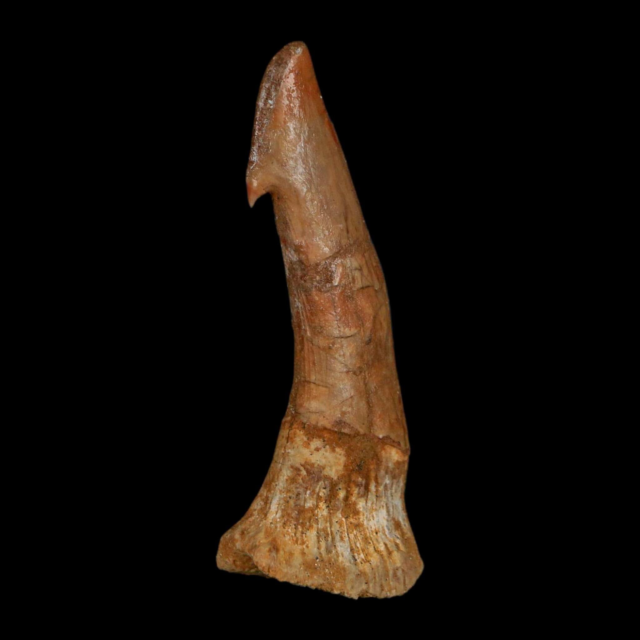 XL 2.4" Sawfish Fossil Tooth Barb Onchopristis Numidus Cretaceous Dinosaur Era COA - Fossil Age Minerals