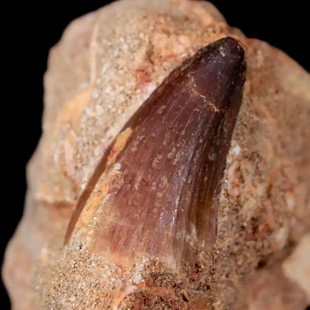 1.6" Mosasaur Prognathodon Fossil Tooth In Matrix Cretaceous Dinosaur Era COA