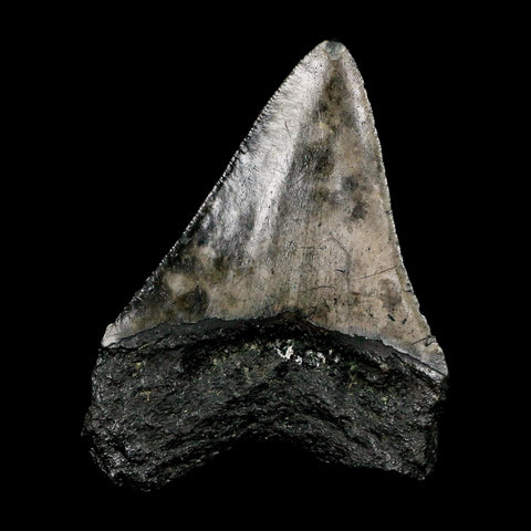 3.3" Quality Megalodon Shark Tooth Serrated Fossil Natural Miocene Age COA