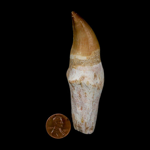 3.7" Mosasaur Eremiasaurus Fossil Tooth Rooted Cretaceous Dinosaur Era COA