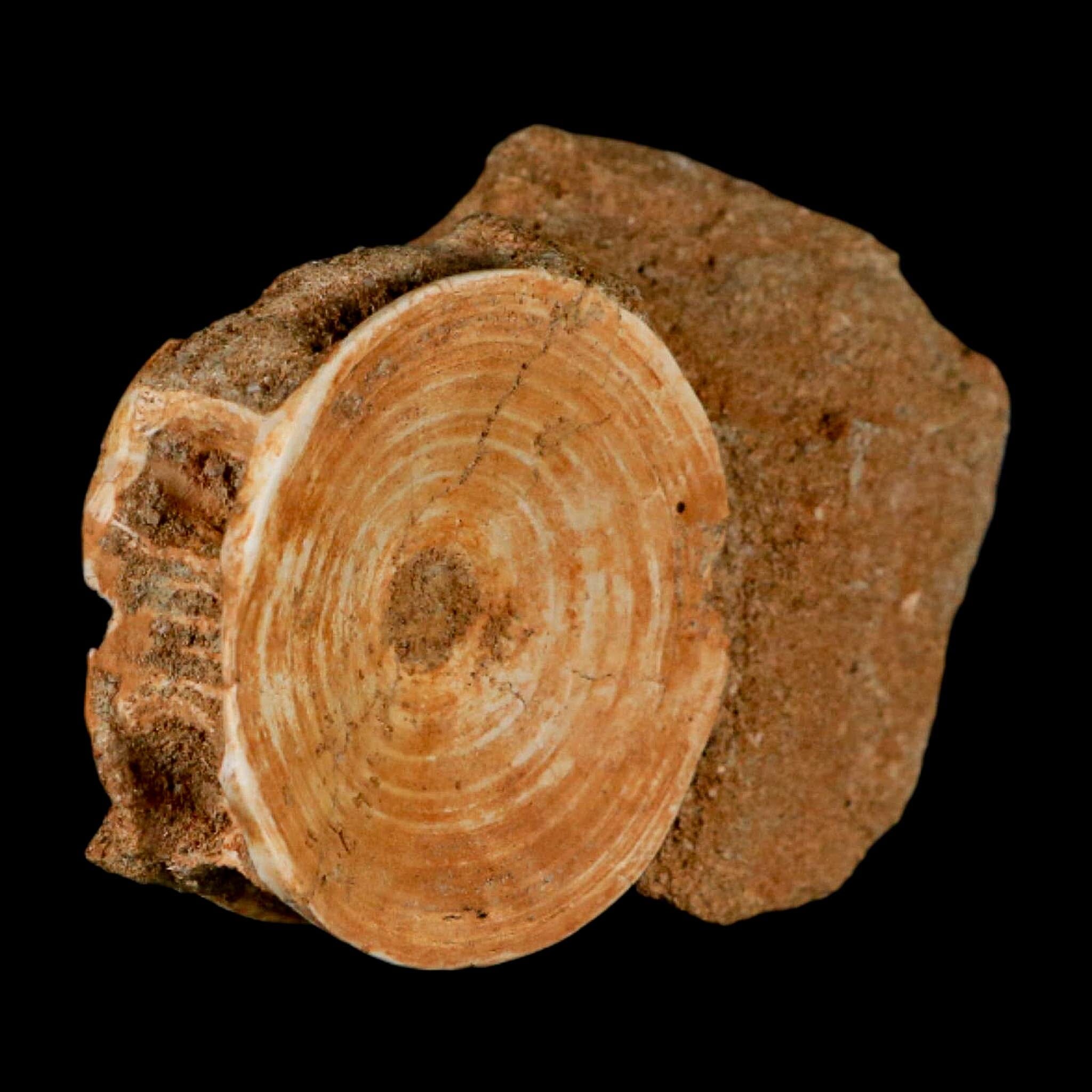 50MM Otodus Obliquus Shark Vertebrae Fossil Bone In Matrix Morocco COA - Fossil Age Minerals