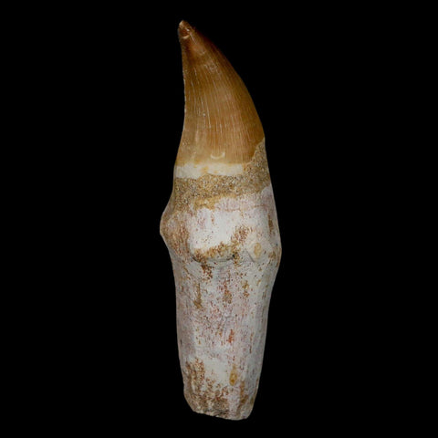 3.7" Mosasaur Eremiasaurus Fossil Tooth Rooted Cretaceous Dinosaur Era COA