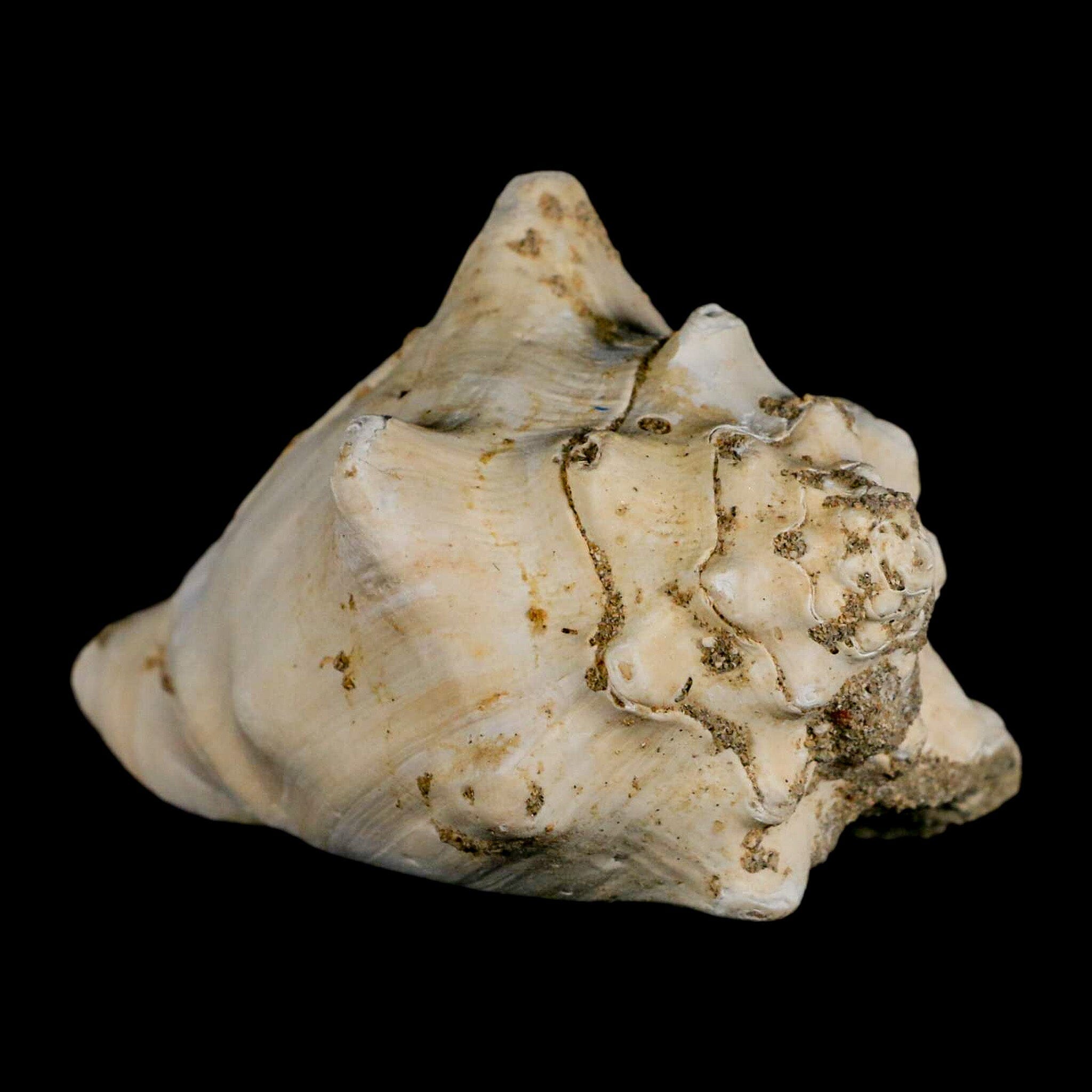 3.7" Strombus Bubonius Fossil Shell Gastropod Pliocene Age Almeria, Spain - Fossil Age Minerals