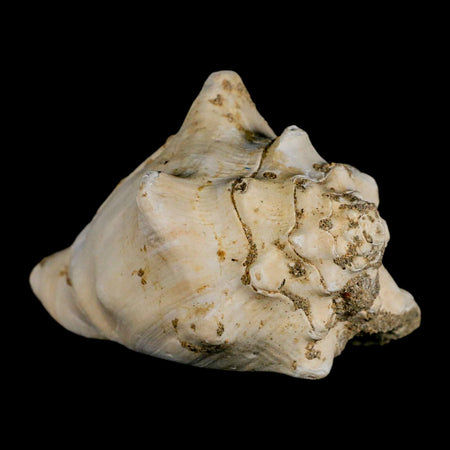 3.7" Strombus Bubonius Fossil Shell Gastropod Pliocene Age Almeria, Spain