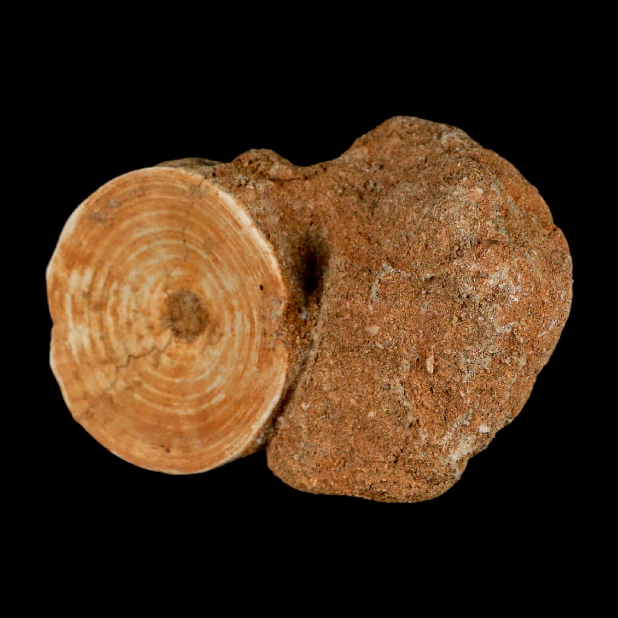50MM Otodus Obliquus Shark Vertebrae Fossil Bone In Matrix Morocco COA - Fossil Age Minerals