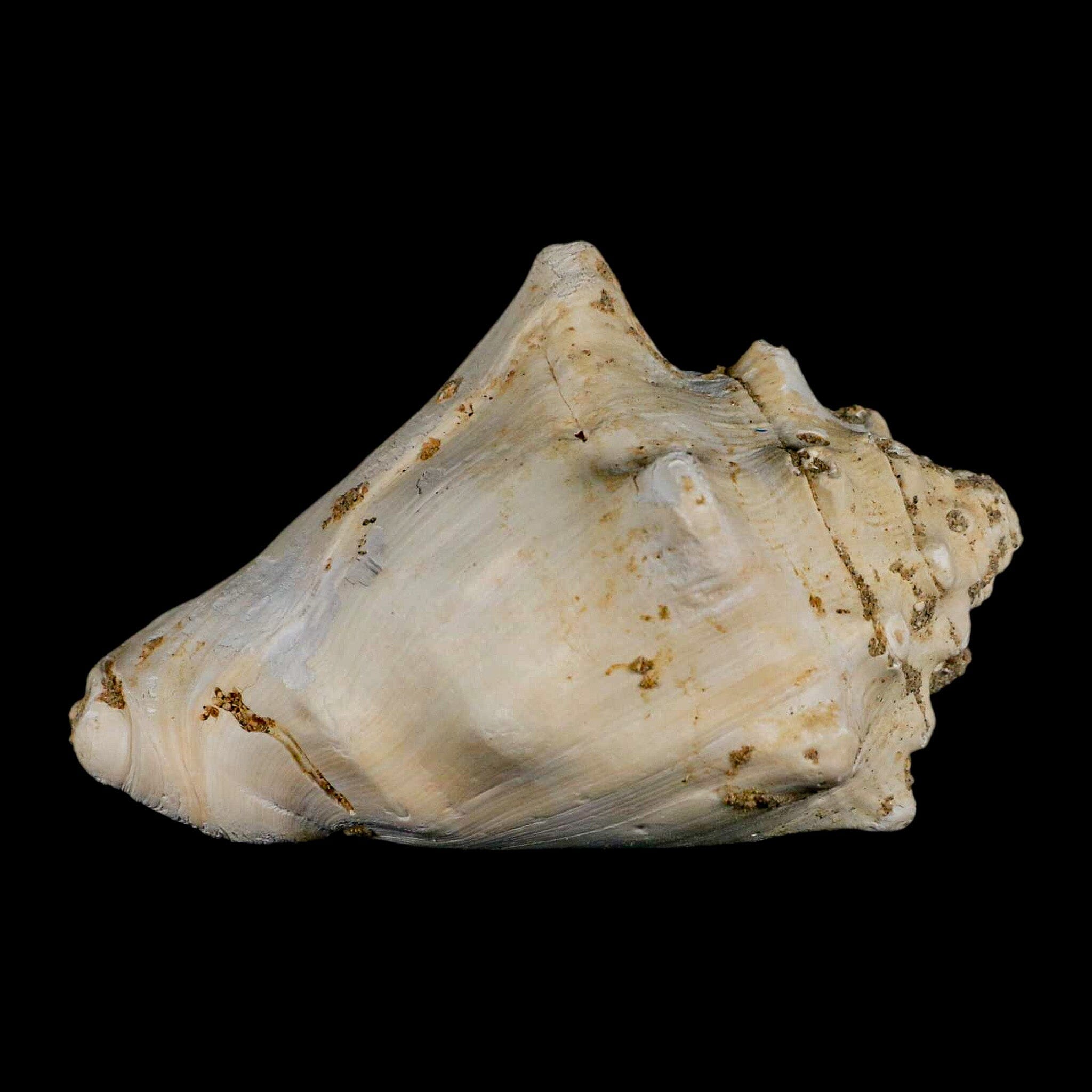 3.7" Strombus Bubonius Fossil Shell Gastropod Pliocene Age Almeria, Spain - Fossil Age Minerals