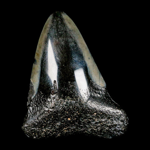 2.5" Quality Megalodon Shark Tooth Serrated Fossil Natural Miocene Age COA