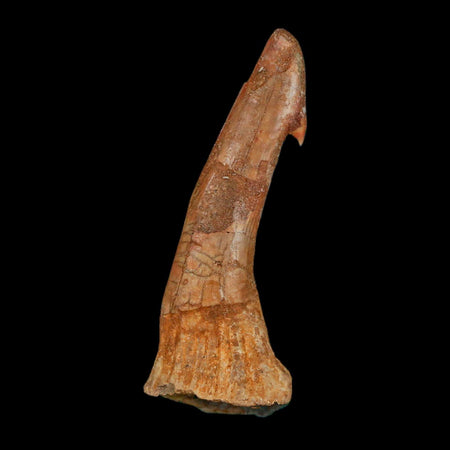 XL 2.4" Sawfish Fossil Tooth Barb Onchopristis Numidus Cretaceous Dinosaur Era COA