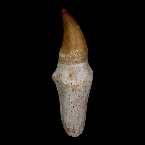 3.7" Mosasaur Eremiasaurus Fossil Tooth Rooted Cretaceous Dinosaur Era COA