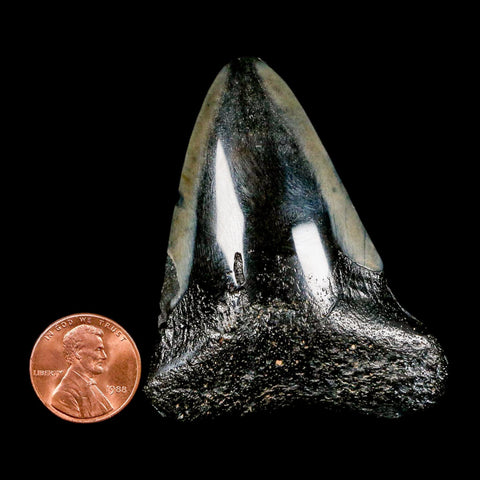 2.5" Quality Megalodon Shark Tooth Serrated Fossil Natural Miocene Age COA