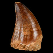 1.7" Mosasaur Prognathodon Fossil Tooth Cretaceous Dinosaur Era COA & Stand