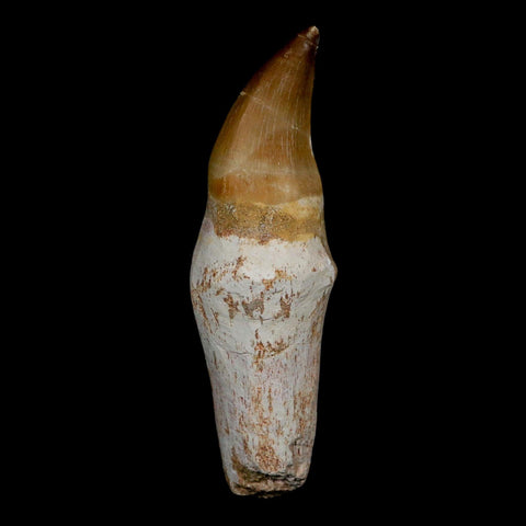 3.7" Mosasaur Eremiasaurus Fossil Tooth Rooted Cretaceous Dinosaur Era COA
